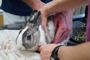 prise en charge nouveaux animaux de compagnie