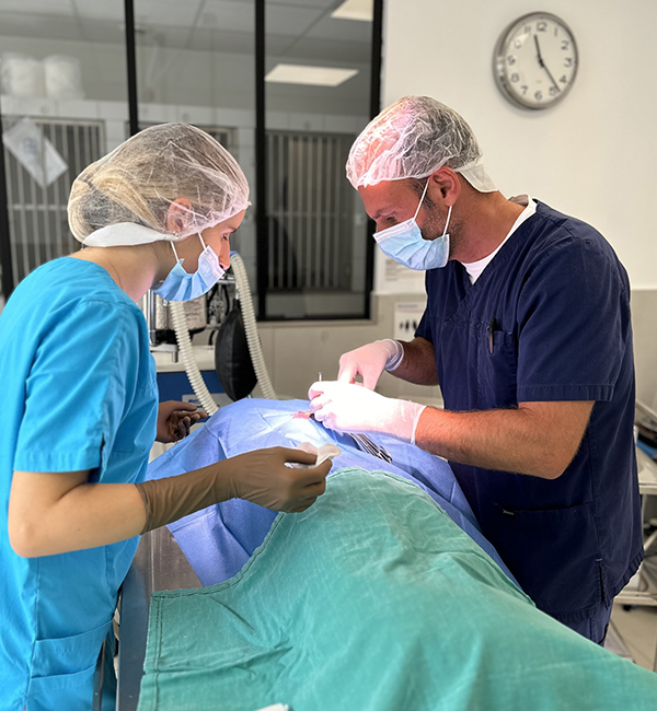 cabinet chirurgie clinique vétérinaire stalingrad