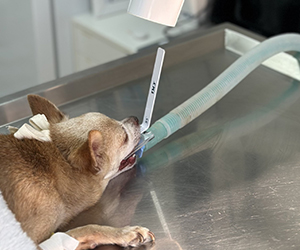 dentisterie clinique vétérinaire stalingrad