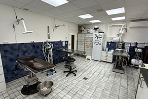 ophtalmologie animaux